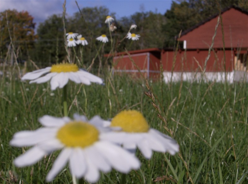 Sommartider i Sotinge