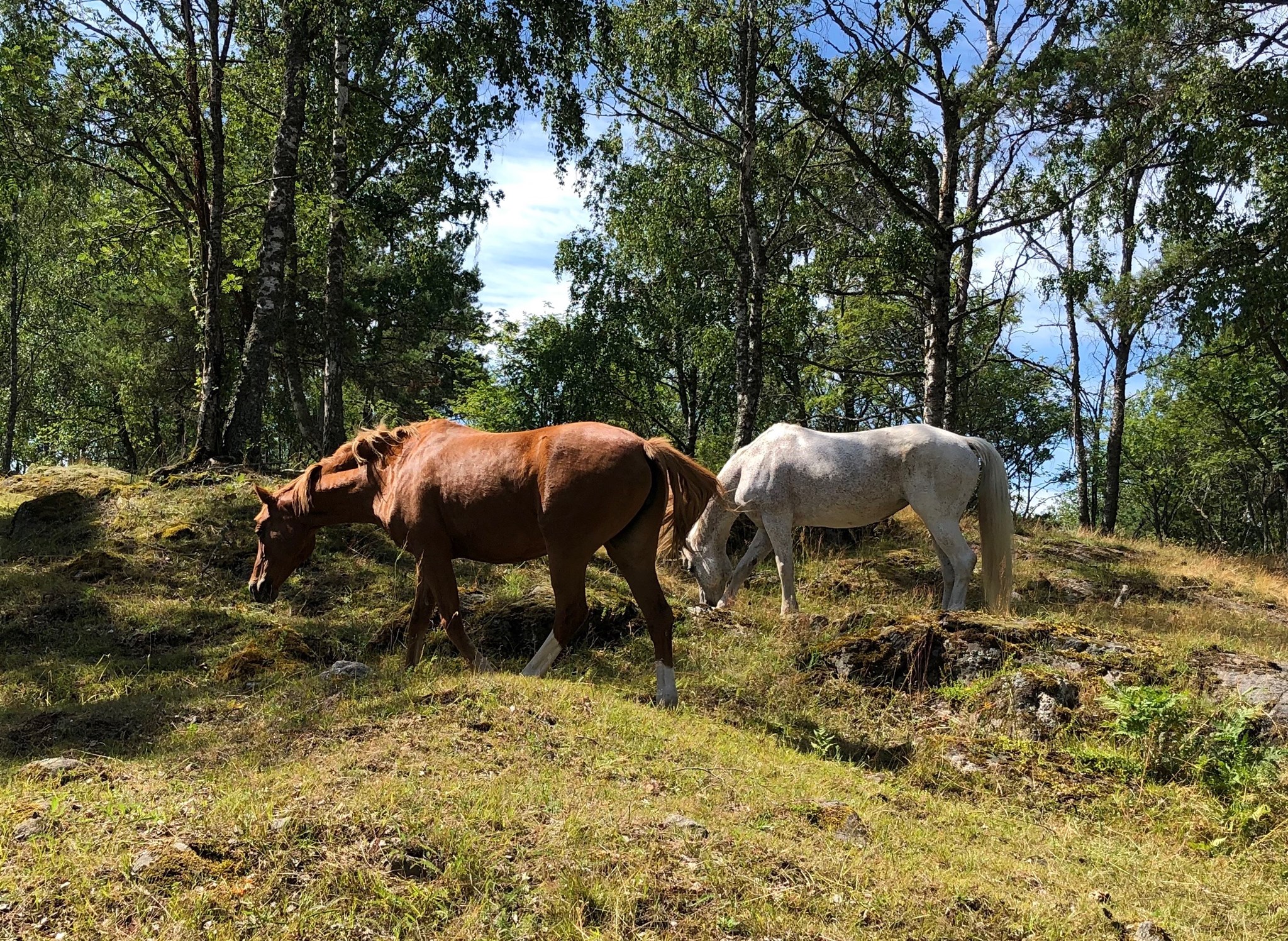 Ponnyer i stora skogshagen