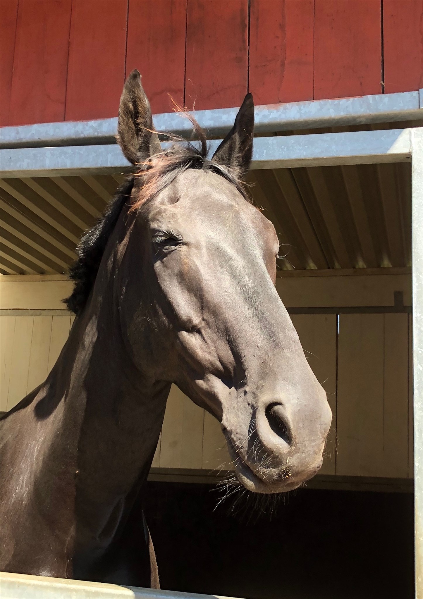 Dio gillar bl&aring;sten