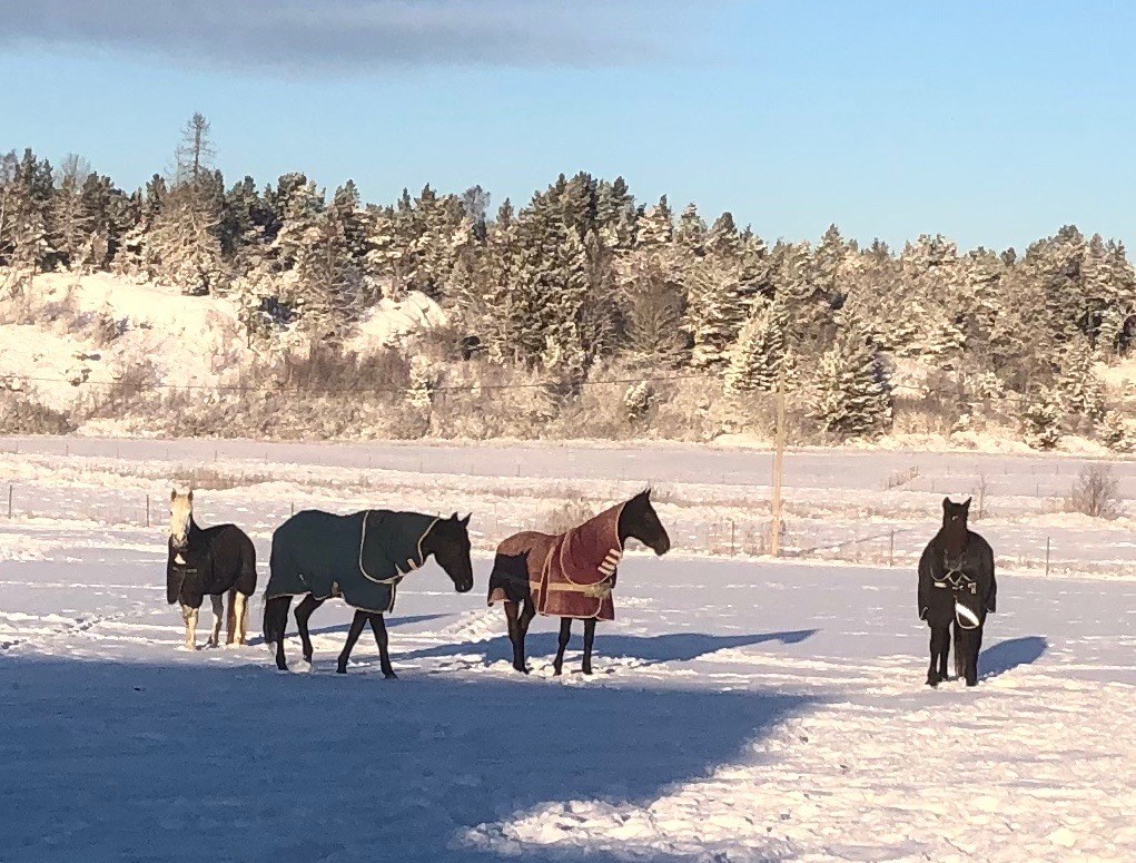 Valacker i vinterhagen