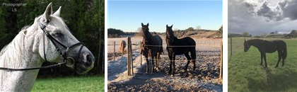 Triptyk med miljöbilder